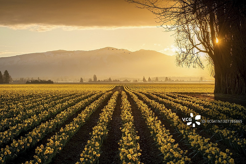 斯卡吉特山谷日出时的水仙花田图片素材