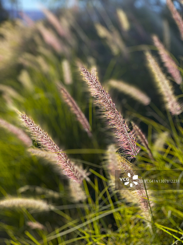 绿色狗尾草图片素材