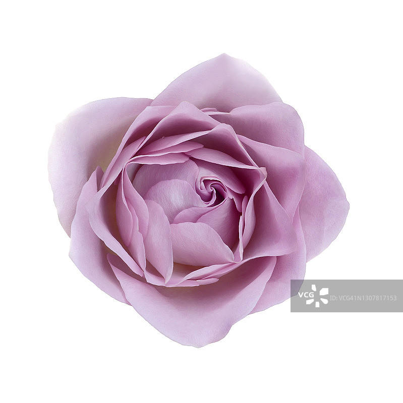 白色方块上方的丁香玫瑰特写图片素材