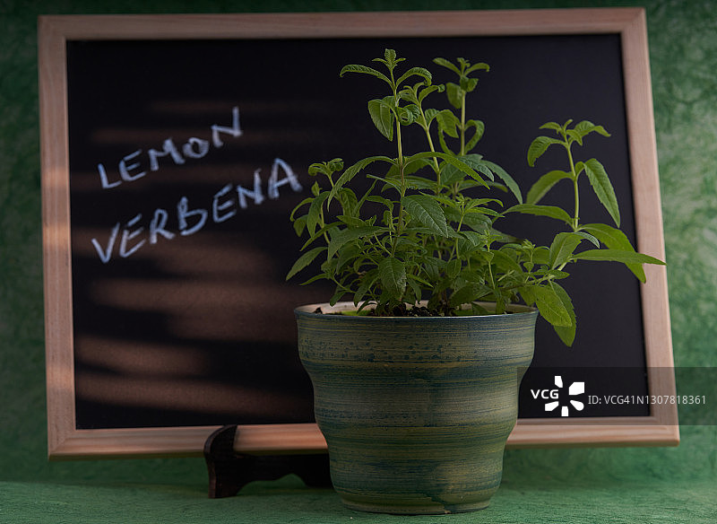 柠檬马鞭草图片素材