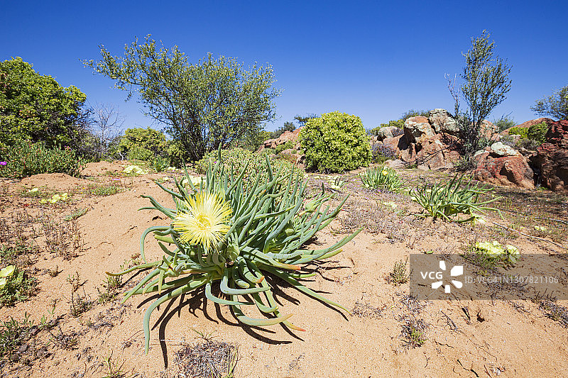 沙漠地面的纳马夸兰野花图片素材