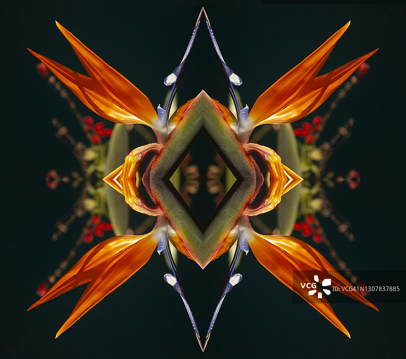 万花筒化处理的鹤望兰曼陀罗图案图片素材