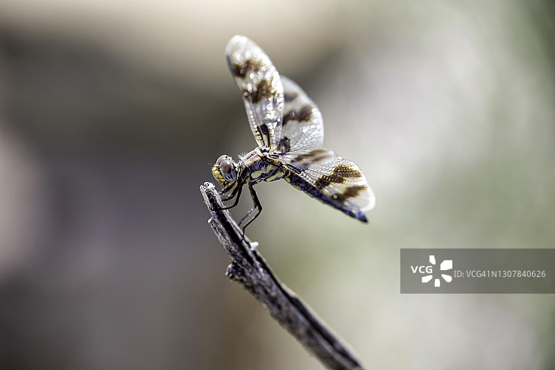 栖息在树枝上的蜻蜓图片素材