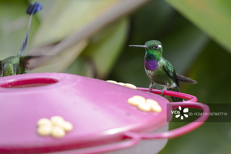 在喂食器旁的紫围白尖蜂鸟图片素材