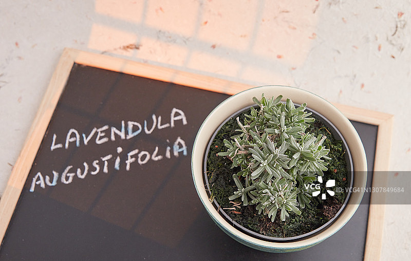 狭叶薰衣草图片素材