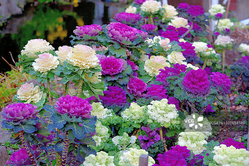 羽衣甘蓝图片素材