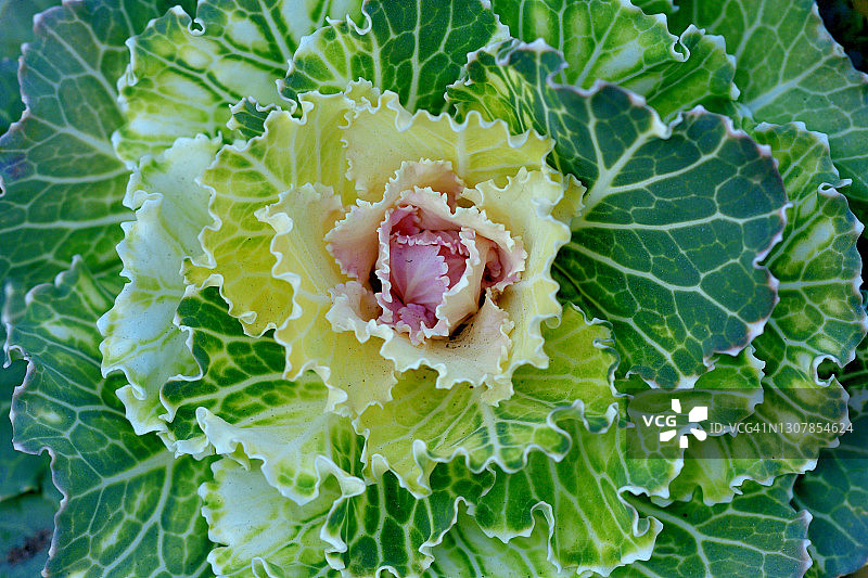 羽衣甘蓝图片素材