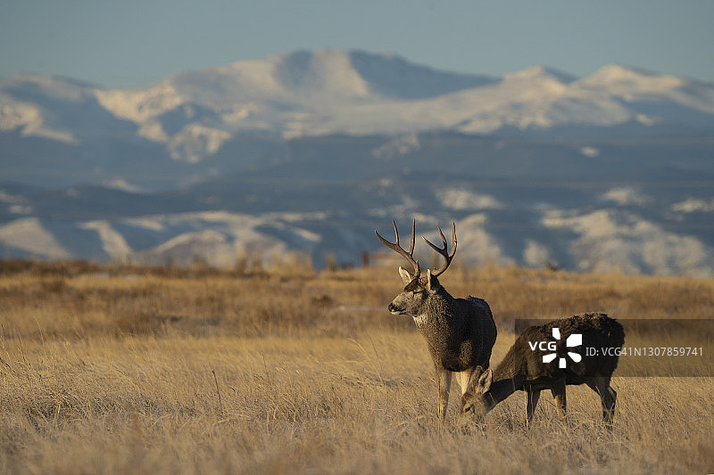 落基山兵工厂国家野生动物保护区图片素材