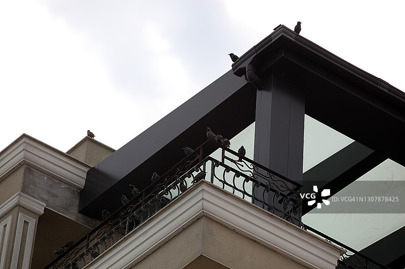 几只欧洲八哥栖息在高楼上图片素材