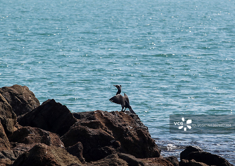 波莫里耶海岸附近的漂亮鸬鹚图片素材
