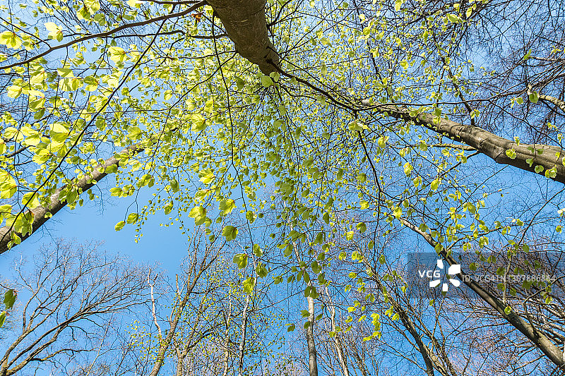 仰视春天的山毛榉森林图片素材
