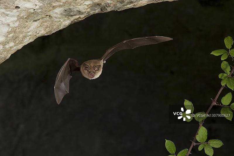 洞穴入口飞行的大蹄蝠（欧洲极度濒危物种，意大利撒丁岛）图片素材