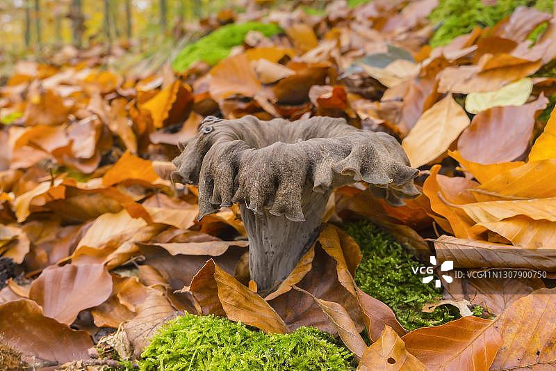 可食用蘑菇喇叭菌，德国梅克伦堡-前波美拉尼亚图片素材