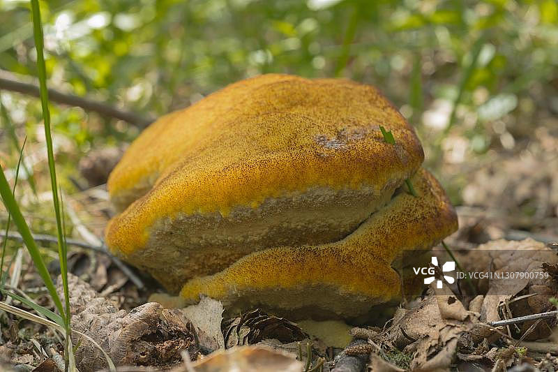 天鹅绒盖菌，真菌，德国梅克伦堡-前波美拉尼亚州图片素材