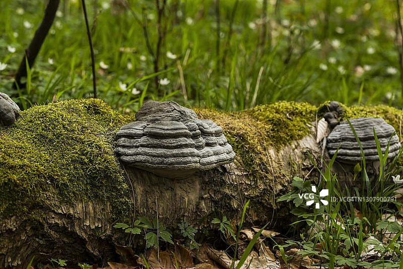 德国梅克伦堡-前波莫瑞州：火绒菌图片素材
