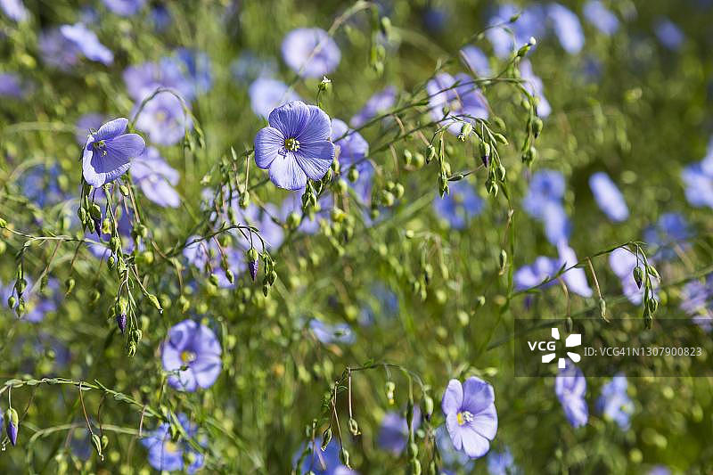 德国图林根州盛开的亚麻花图片素材