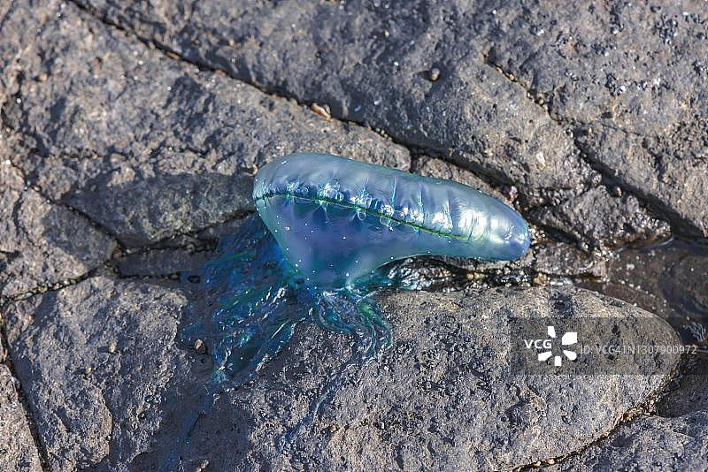 僧帽水母，富埃特文图拉岛，加那利群岛，西班牙图片素材