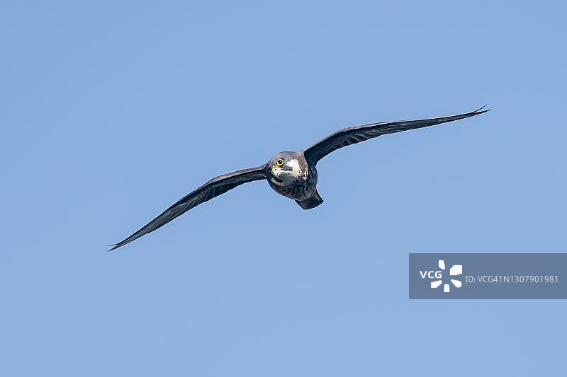 埃莉诺拉猎隼：飞行中，克里特岛，希腊图片素材