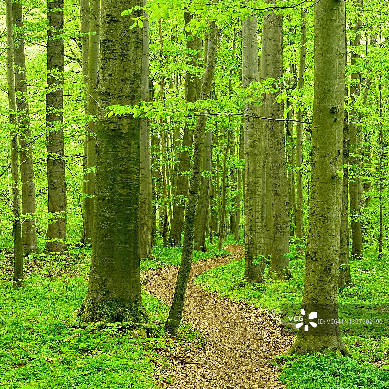 德国海尼希国家公园春季山毛榉原始森林徒步道图片素材