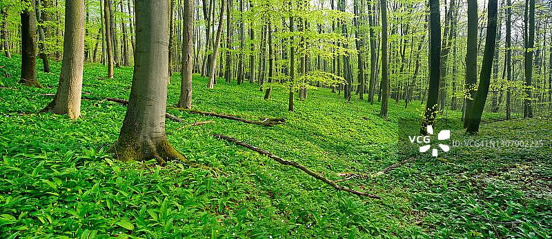 德国图林根州海尼希国家公园春季天然山毛榉森林图片素材