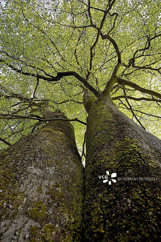 德国北莱茵-威斯特法伦州阿恩斯贝格森林公园的山毛榉树图片素材