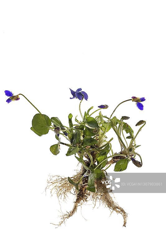 白色背景上的香堇菜，德国巴伐利亚图片素材