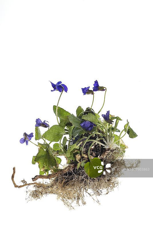 白色背景上的香堇菜，德国巴伐利亚图片素材