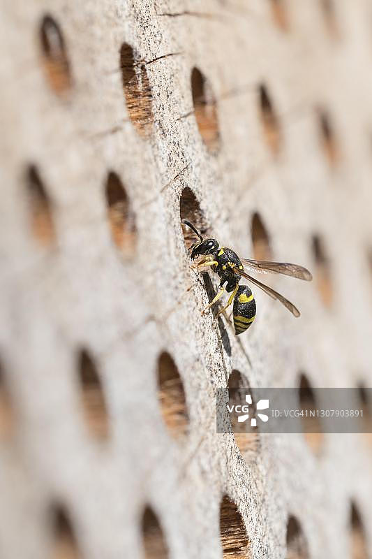 德国下萨克森的泥壶蜂图片素材