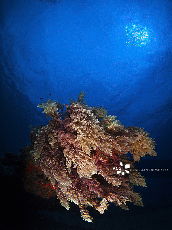 海门冬藻和阳光图片素材