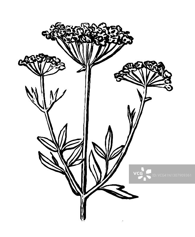 茴芹老式雕刻插图图片素材