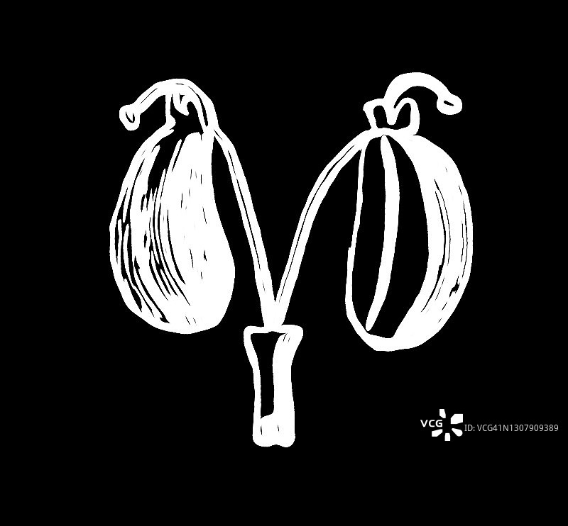 老式雕刻插图：毒芹图片素材