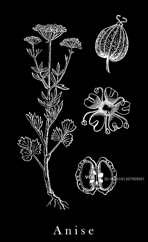 茴芹老式雕刻插图图片素材
