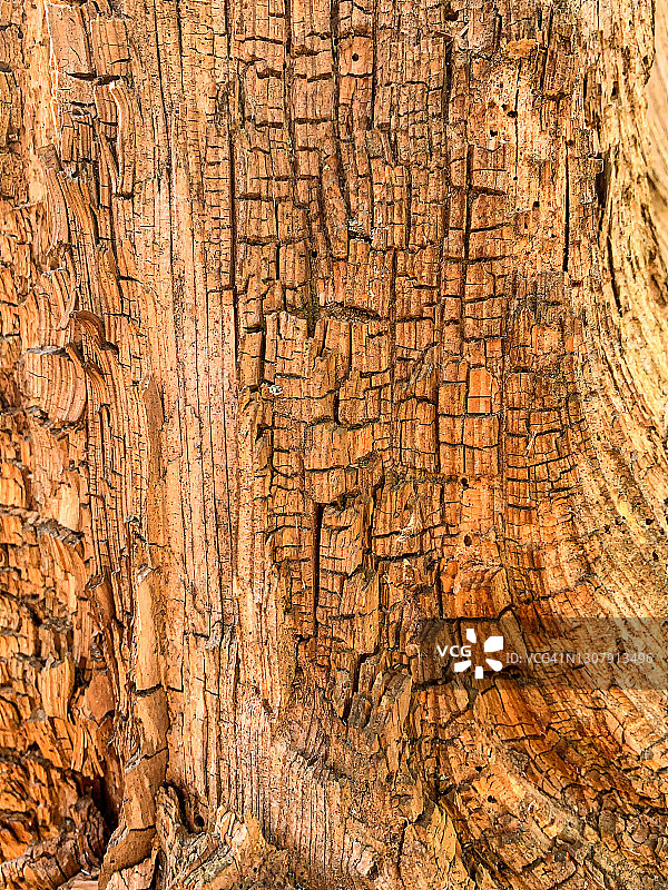 老裂纹树桩图片素材