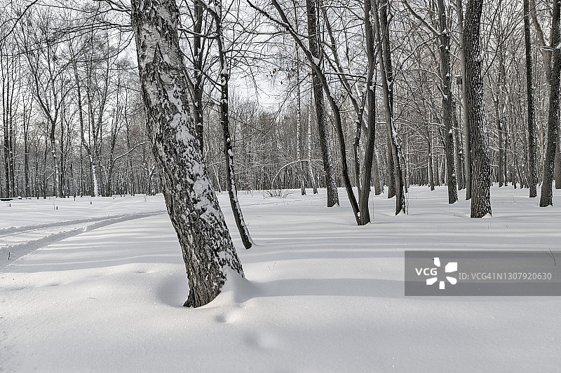 雪林中的冬季风景树图片素材