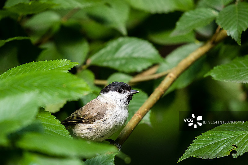 山雀躲在树上图片素材