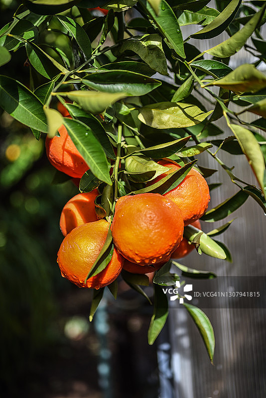 雨后待收的成熟的加州蜜柑图片素材