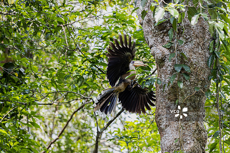 泰国考艾国家公园中的奥斯汀棕犀鸟图片素材