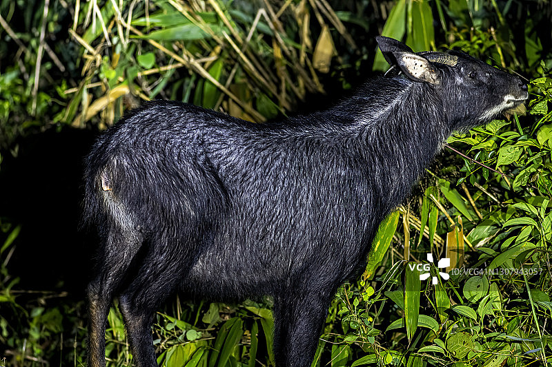 泰国考艾国家公园的苏门答腊鬣羚图片素材