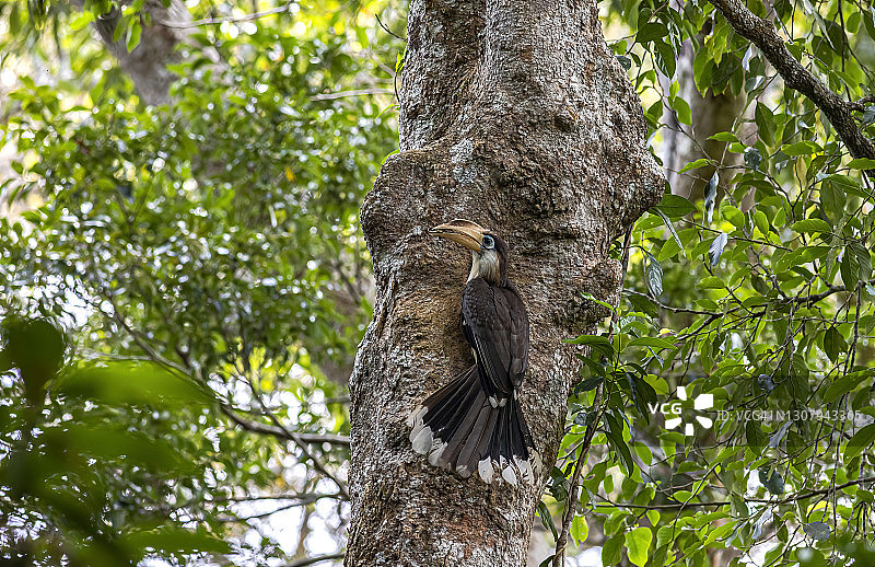 泰国考艾国家公园中的奥斯汀棕犀鸟图片素材