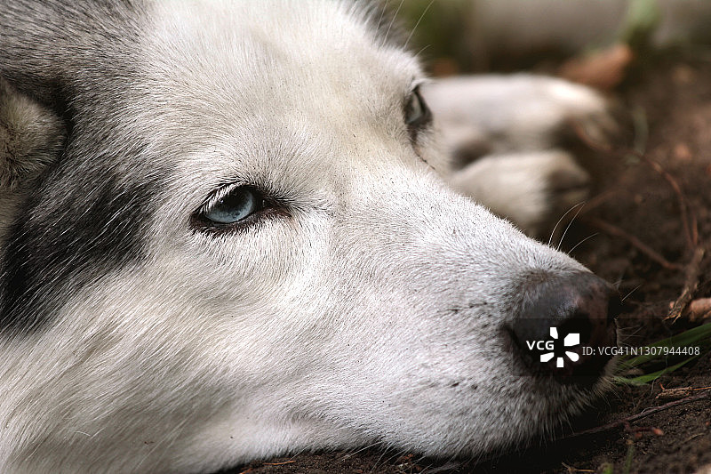 西伯利亚哈士奇犬肖像图片素材
