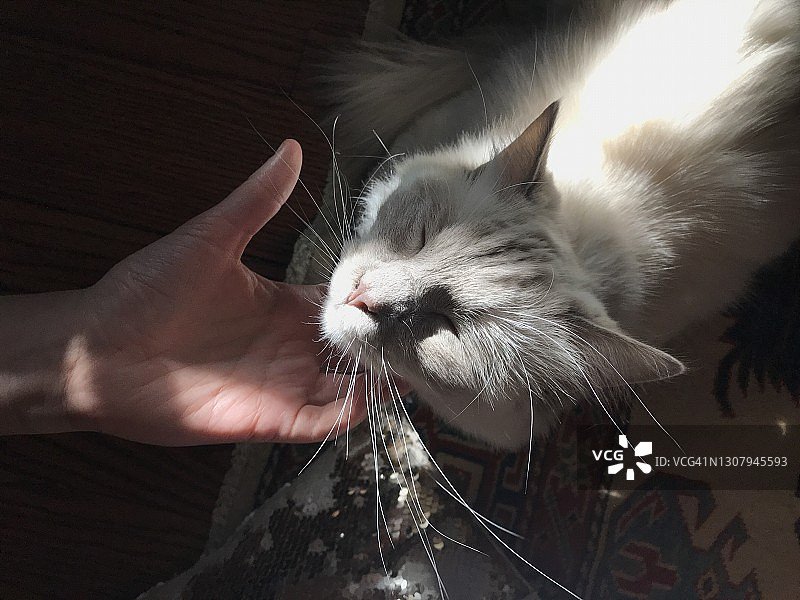 女孩挠猫的下巴图片素材