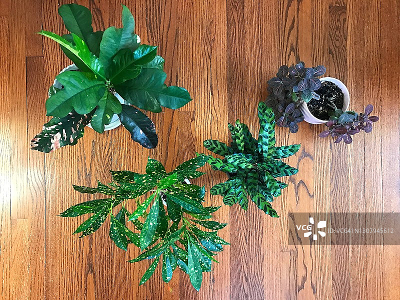 硬木地板上的室内植物合集图片素材