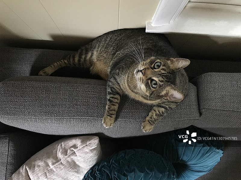 坐在沙发上的虎斑猫图片素材