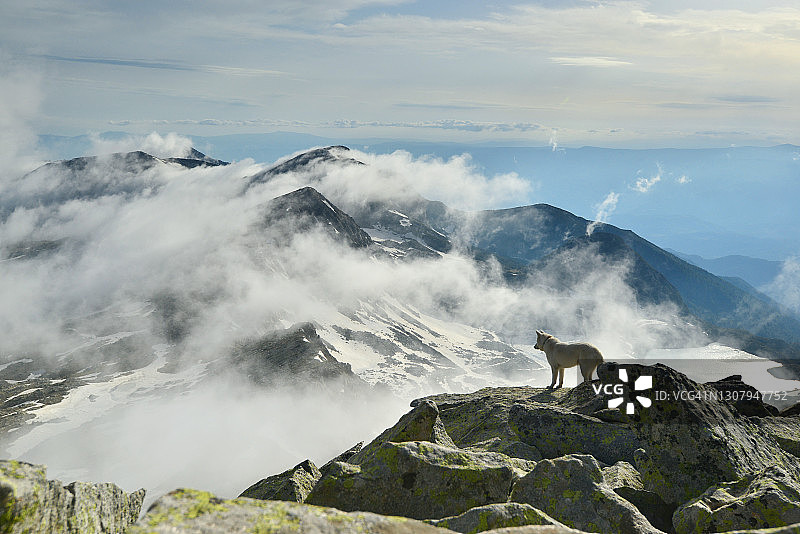 山顶上狼狗观看风景的剪影图片素材