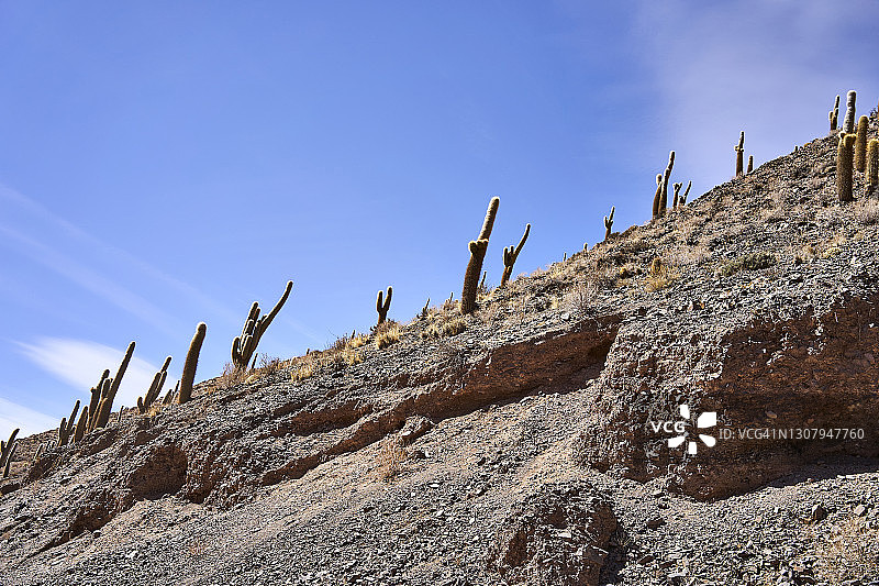 银柱掌：阿根廷萨尔塔省卡多内斯国家公园图片素材