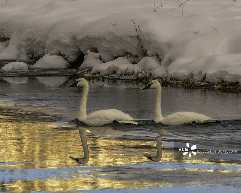 黄石公园里的天鹅图片素材