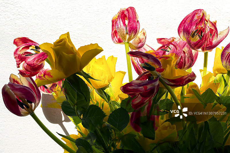 郁金香和玫瑰图片素材