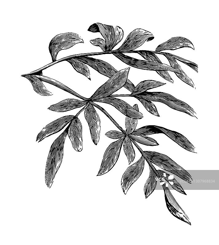 古老的雕刻插图：阿魏草图片素材