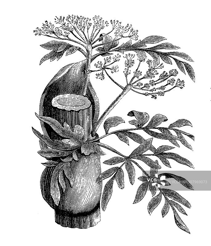 古老的雕刻插图：阿魏草图片素材