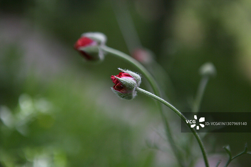波斯毛茛野花的蓓蕾图片素材
